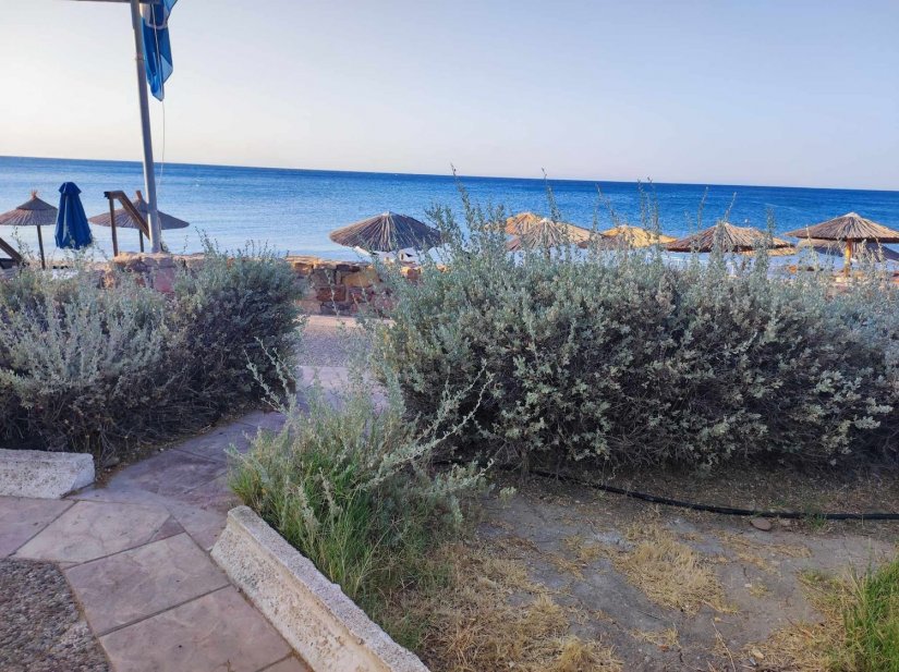 Όλα όσα φυτεύτηκαν μια φορά κι έναν καιρό στην πλατειούλα του Μέγα Λιμνιώνα είναι ξεραμένα Όλα όσα φυτεύτηκαν μια φορά κι έναν καιρό στην πλατειούλα του Μέγα Λιμνιώνα είναι ξεραμένα