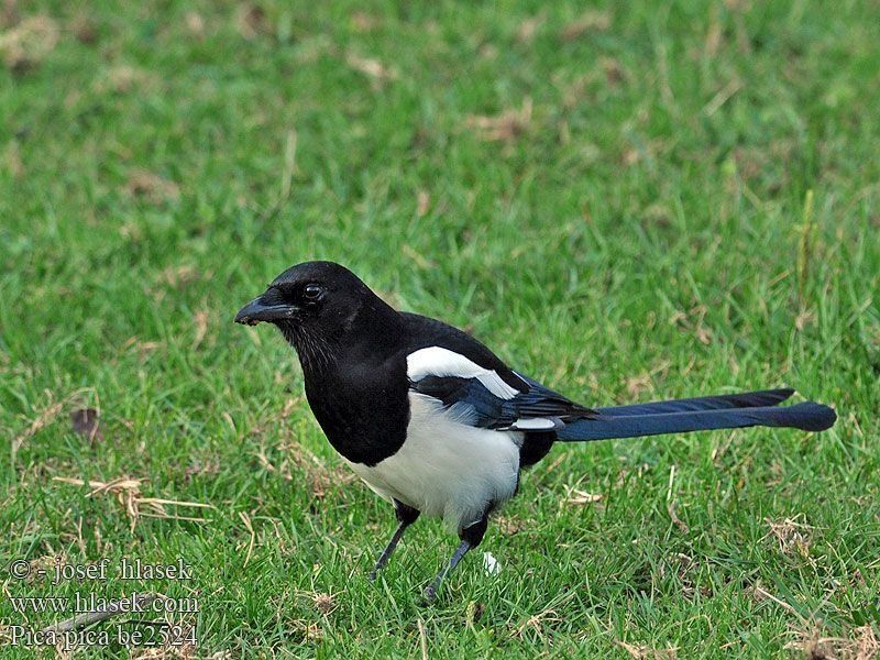 Προσοχή στα πουλιά Προσοχή στα πουλιά