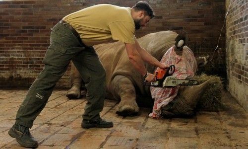 «Καλύτερα χωρίς κέρατο παρά νεκρός»-Ζωολογικός κήπος της Ευρώπης κόβει τα κέρατα των ζώων για να τα προστατεύσει Ο Παμίρ, ένας ρινόκερος 10 ετών που ζει σε ζωολογικό κήπο της Τσεχίας, υποβάλλεται σε επέμβαση αφαίρεσης του κεράτου του