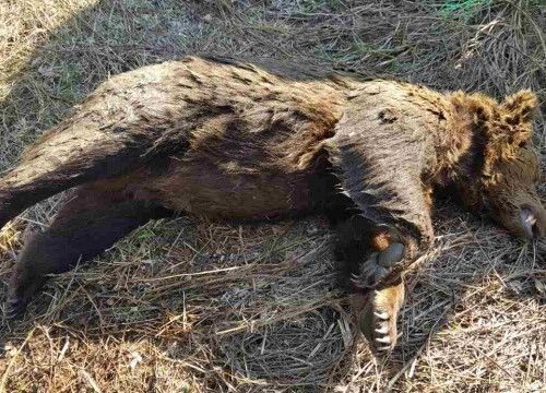Το ζώο τριγυρνούσε περιμετρικά της πόλης 