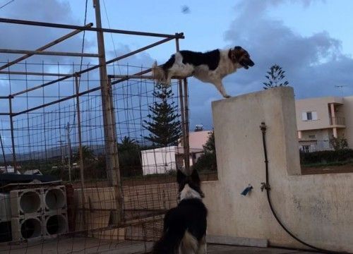 Σκύλος - κομάντο στην Κρήτη παραβιάζει με απίστευτο τρόπο το φράχτη για να παίξει με τη φίλη του! Ο Freaky είναι ασταμάτητος και ρισκάρει για την αγάπη του
