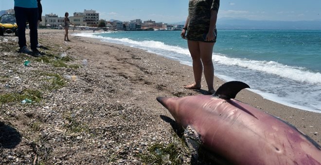 Το νεκρό δελφίνι Το νεκρό δελφίνι