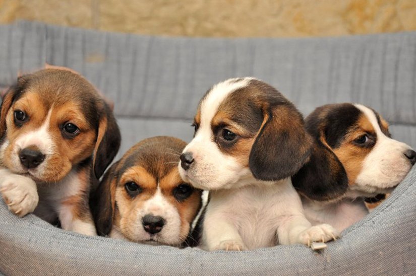 κουτάβια κουτάβια