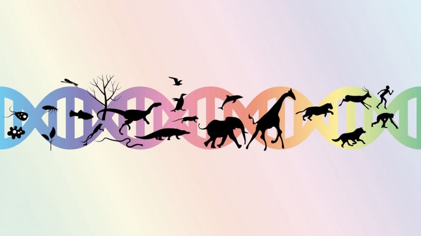 Ο ρόλος της τύχης στην εξέλιξη του ανθρώπινου είδους