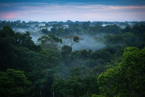amazon_rain_forest amazon_rain_forest