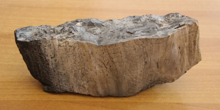 Το απολιθωμένο δέντρο της Ανταρκτικής