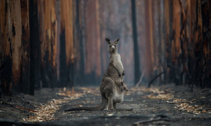 australia_fire_kangaroo australia_fire_kangaroo