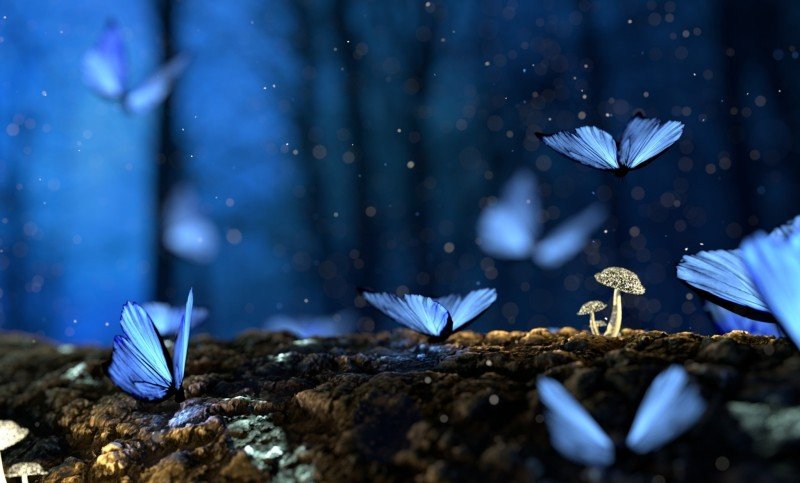 butterflies-mushroom-plants-macro-forest-bokeh