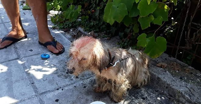 Το άτυχο σκυλάκι Το άτυχο σκυλάκι