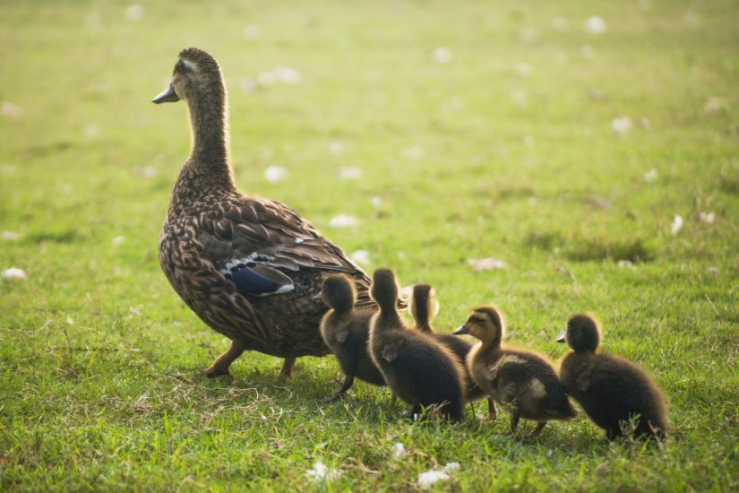 πάπιες πάπιες