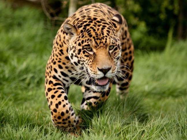 τζάγκουαρ τζάγκουαρ