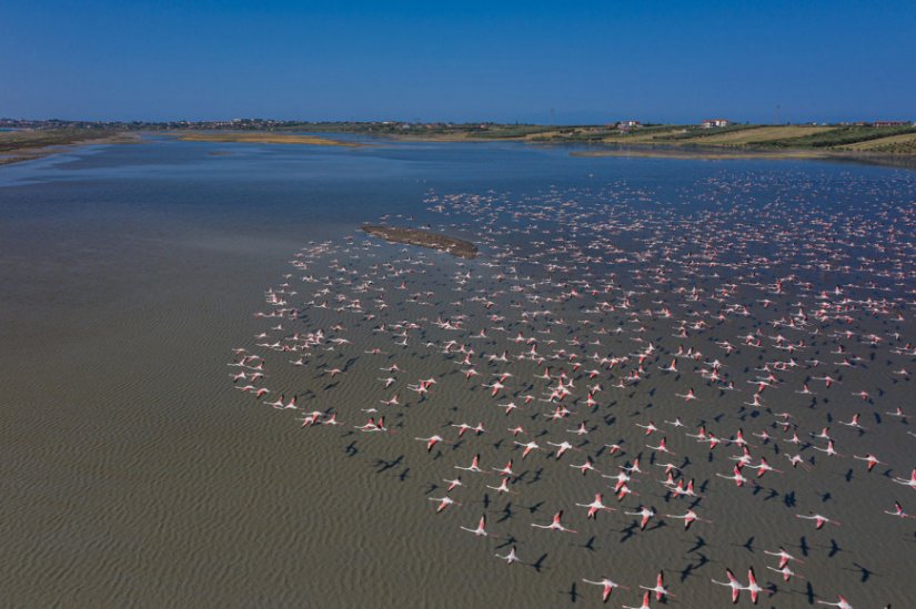 flamingo-xalkidiki