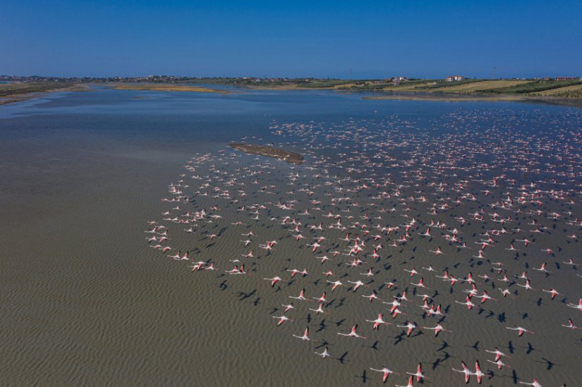 flamingo-xalkidiki