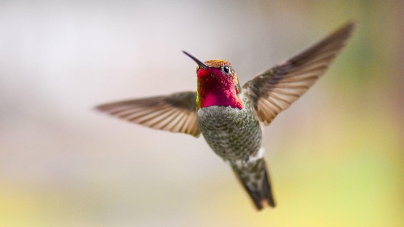hummingbird