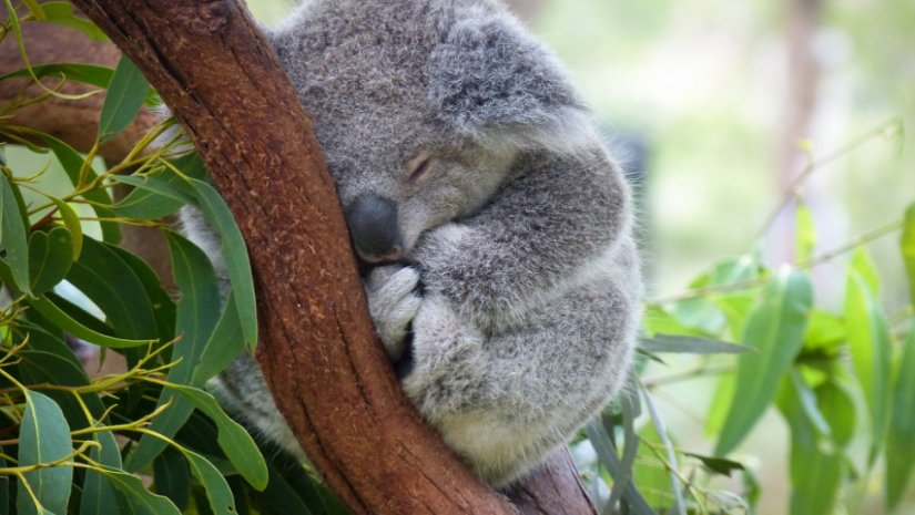 koala_oualia