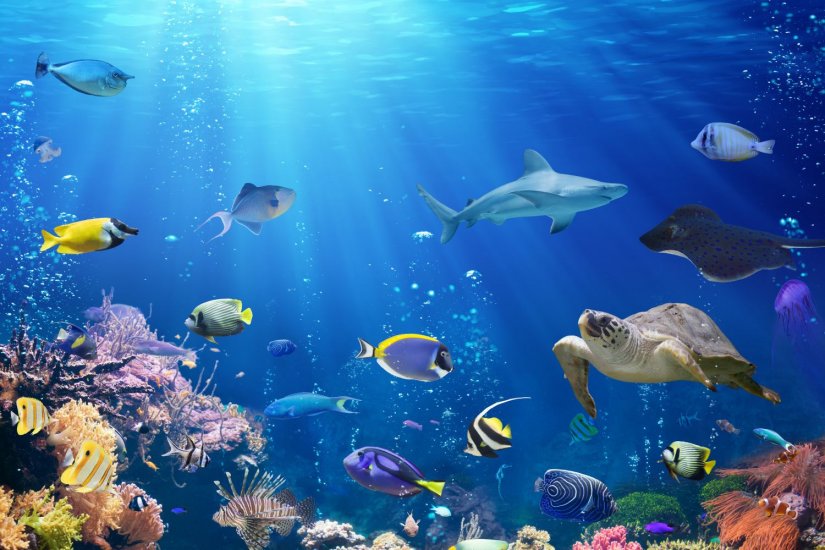 θαλάσσια ζωή