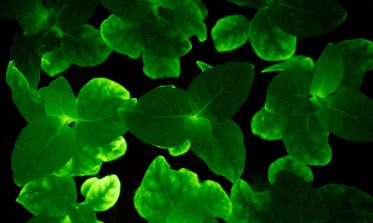 metallagmena-fyta-paragoun-fos