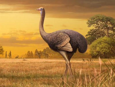 Pachystruthio dmanisensis