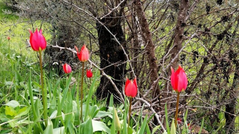 φωτο Κυριάκος Δηράκης