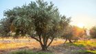 Ελαιοτεμάχια θα ονομάζουν τα ελαιόδεντρα από 'δώ και πέρα Ελαιοτεμάχια θα ονομάζουν τα ελαιόδεντρα από 'δώ και πέρα