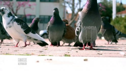 25i_martiou_me_korwnoio