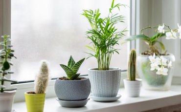 home_plants