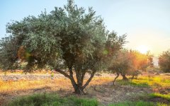 Ελαιοτεμάχια θα ονομάζουν τα ελαιόδεντρα από 'δώ και πέρα Ελαιοτεμάχια θα ονομάζουν τα ελαιόδεντρα από 'δώ και πέρα