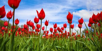 Η τουλίπα praecox στη Χίο