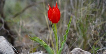 Η τουλίπα undulatifolia στη Χίο