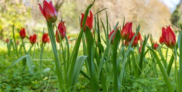 Η τουλίπα agenensis στη Χίο