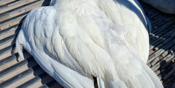 Μεγάλη πίκρα η απώλεια της άσπρης χήνας