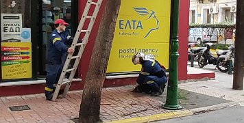 Γάτα εγκλωβίστηκε σε δέντρο