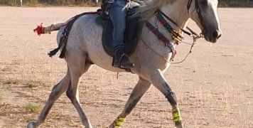 Επιδείξεις από τον Ιππικό Όμιλο Χίου