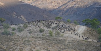 Ένα από τα κοπάδια που πλέον αντιμετωπίζουν πρόβλημα επιβίωσης Ένα από τα κοπάδια που πλέον αντιμετωπίζουν πρόβλημα επιβίωσης