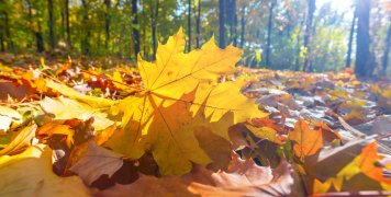 Φθινόπωρο επί θύραις…