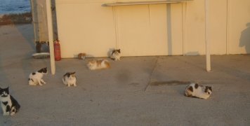 Στο λιμανάκι της Αγ. Ερμιόνης υπάρχουν πολλές γάτες, μικρές μεγάλες ακόμα και… νήπια.
