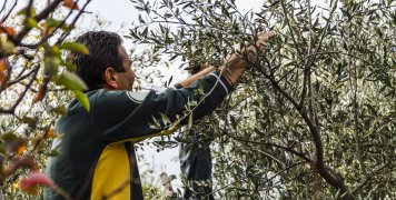 «Επιχείρηση» ελιές