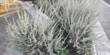 Όλα όσα φυτεύτηκαν μια φορά κι έναν καιρό στην πλατειούλα του Μέγα Λιμνιώνα είναι ξεραμένα Όλα όσα φυτεύτηκαν μια φορά κι έναν καιρό στην πλατειούλα του Μέγα Λιμνιώνα είναι ξεραμένα