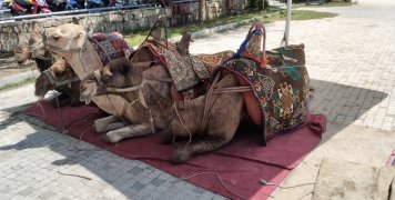 Και αρταξιόν αλά τούρκα με καμήλες στα αρχαία