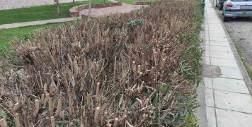 Δάσος... πικροδαφνών!!! Δάσος... πικροδαφνών!!!