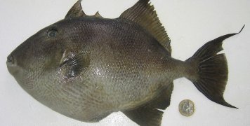 Το πραγματικό πάντως γουρουνόψαρο είναι αυτό Το πραγματικό πάντως γουρουνόψαρο είναι αυτό