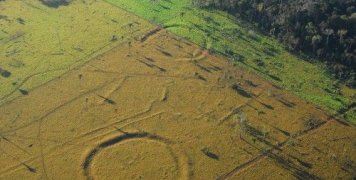 Μερικά είναι 2 χιλ. ετών, μέσα σε θεωρούμενα ως τώρα παρθένα δάση