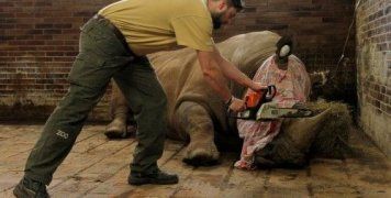 Ο Παμίρ, ένας ρινόκερος 10 ετών που ζει σε ζωολογικό κήπο της Τσεχίας, υποβάλλεται σε επέμβαση αφαίρεσης του κεράτου του