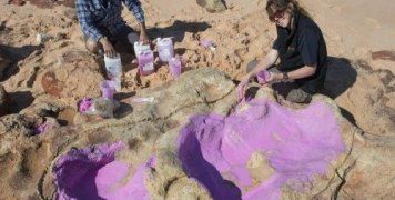 Ορισμένα από τα αποτυπώματα των δεινοσαύρων φτάνουν ακόμη και τα 1,7 μέτρα σε μήκος 