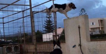 Ο Freaky είναι ασταμάτητος και ρισκάρει για την αγάπη του 