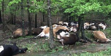 Το Σάββατο, ο κτηνοτρόφος Jared Blackwelder πήγε, όπως κάθε μέρα, στο χωράφι του για να διαπιστώσει πως ένας κεραυνός είχε σκοτώσει το 1/4 του κοπαδιού του 