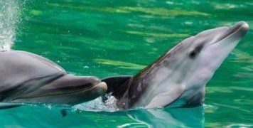 Η νέα νομοθεσία απαγορεύει το κολύμπι με τα δελφίνια και την αναπαραγωγή υπό αιχμαλωσία 