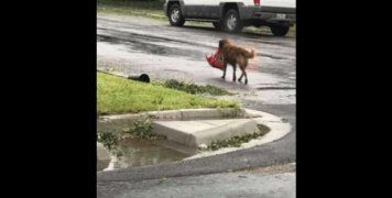 ΗΠΑ:Συγκίνηση για το σκύλο-σύμβολο της μάχης για επιβίωση από την καταιγίδα