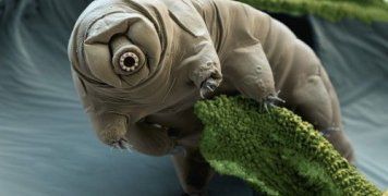 Στο μέλλον το ανθρώπινο dna θα μπορούσε να αποκτήσει κάτι από την ανθεκτικότητα των "αρκούδων του νερού" 