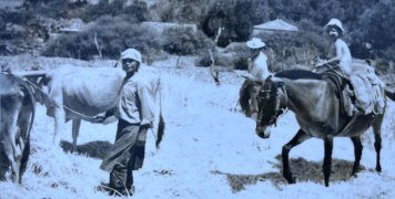 Δεκαετία του 1960. Ένα από τα „ακαλλιέργητα, δυστυχισμένα και τραυματισμένα πλάσματα“ κάτω από κοντά 50 βαθμούς Κελσίου ΣΤΟΝ ΉΛΙΟ την ώρα του αλωνίσματος. Ευγενή παραχώρηση Αργύρη Μπινίκου